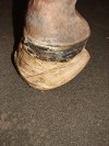 Hoof Related Issues
